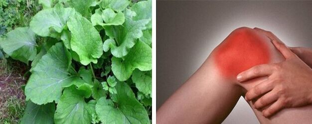 Voordelen van klis bij artrose van het kniegewricht